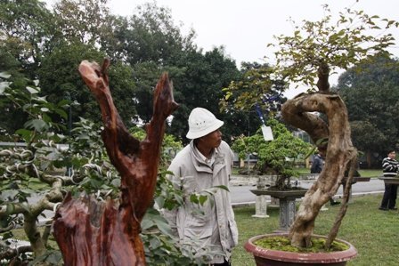 Ngỡ ngàng cây cảnh 'nửa sống nửa chết'