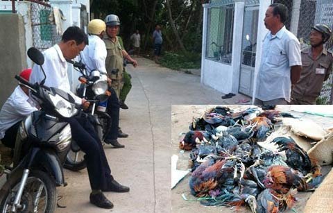 Đập chết đàn gà: 'Khó trả lời đúng hay sai!’