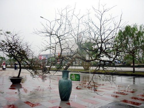 Cặp đào phai có giá hàng trăm triệu ở đất Cảng