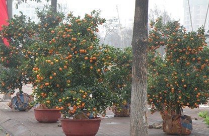 Sát ngày ông Táo, hoa cảnh tràn phố
