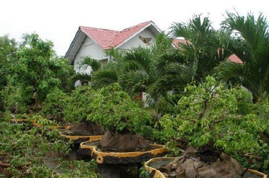 Nguy cơ mất trắng ngàn tỷ tiền cây cảnh