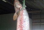 Bắt được cá rồng tiền tỷ, nặng 60kg