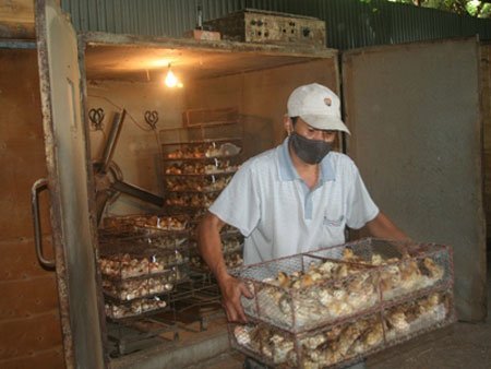 Ông tiến sỹ trồng rau nuôi gà