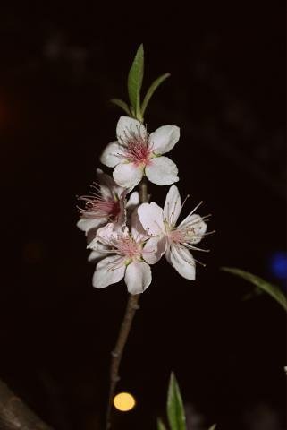 Hà Nội: Đào Tết nở rực trong đêm