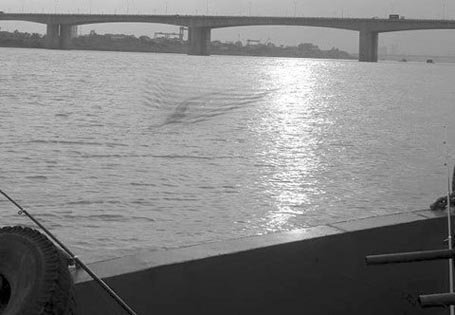 'Thuồng luồng', trăn khổng lồ là 'thủy quái sông Hồng'?