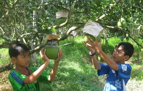 Triệu phú vườn bưởi hồ lô ‘Tài & Lộc’