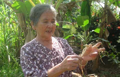 ‘Hắc tinh’ miền Tây trị rắn độc cắn