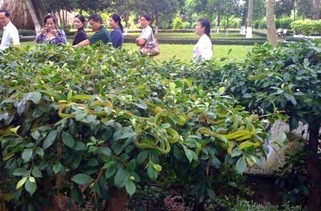'Bà chúa rắn': Trại rắn độc cũng phải đẹp