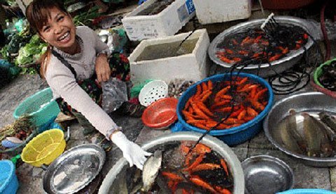 Cá chép cúng ông Táo: Cá giấy lấn át cá sống!