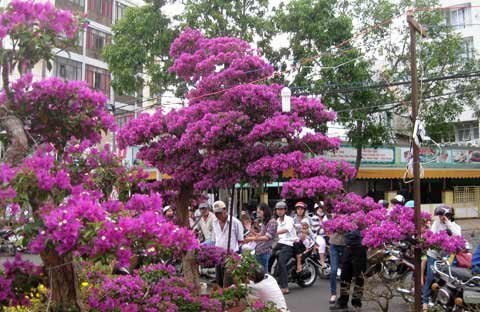 Cây hoa giấy hình ‘thác đổ’ giá gần 100 triệu