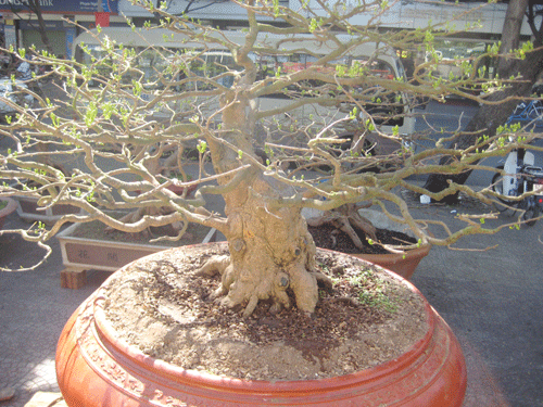 Mai 1,5 tỷ đọ với đào 600 triệu