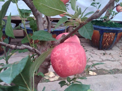 3 triệu đồng một cây táo cảnh Phúc Lộc