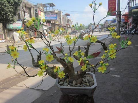 Tự làm mai vàng chưng tết y như mai thật