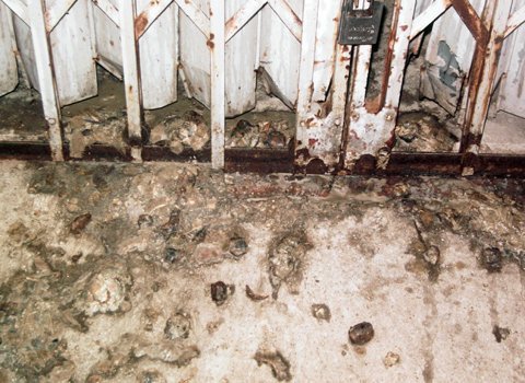 Khốn đốn với 'bom bẩn' ruột cá thối, cua ốc chết