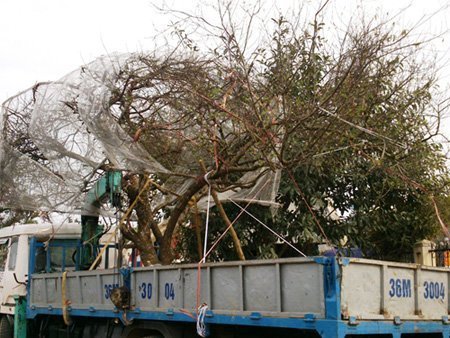 Đào, mai giá trăm triệu ùn ùn xuống phố