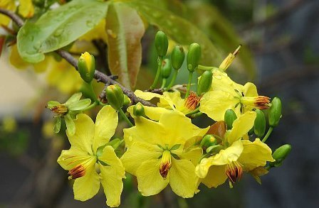 Nha Trang một thuở mai vàng