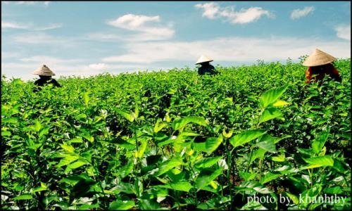 Lặng lẽ một cái tết nuôi tằm
