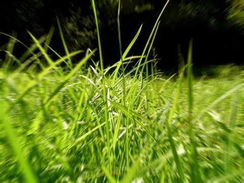 Xôn xao mùa Cỏ thức