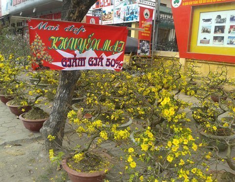 Nắng nóng, mai cảnh giảm giá 50%