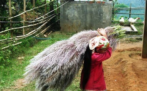 Đến nơi trẻ 5 tuổi là lao động chính
