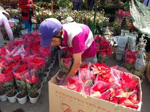 Rực rỡ hoa xuân Sa Đéc