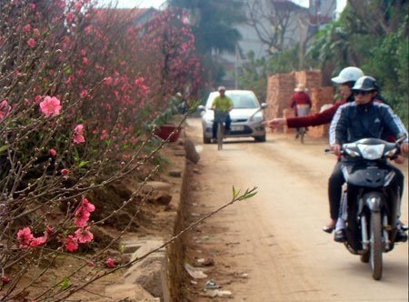 Khoe sắc cùng những cánh đào Nhật Tân