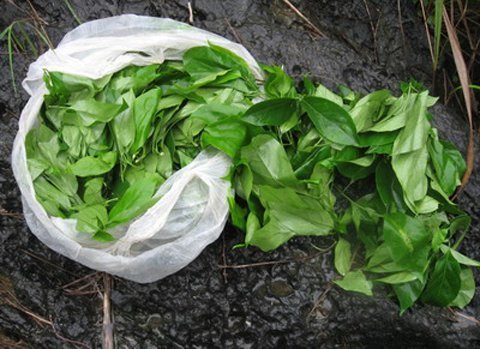 Mùa săn rau rừng