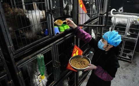 Trung Quốc rộ mốt bảo mẫu thú cưng dịp tết