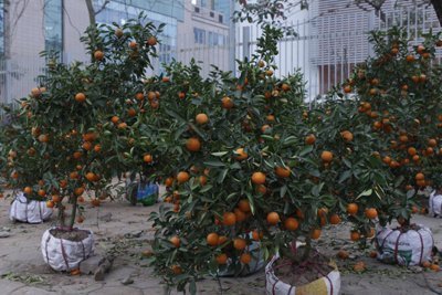 Đêm giao thừa: quất hạ giá, đào vứt la liệt