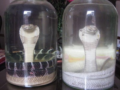 Gặp 'vua' săn rắn độc đất Hà Thành