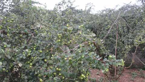 Thu hoạch táo đầu xuân