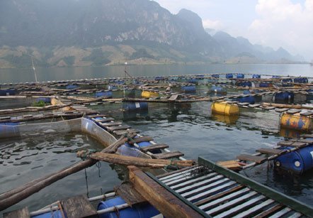 Di cư cá tầm lên thượng nguồn sông Đà