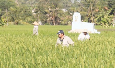 Người Trung Quốc thuê đất trồng lúa: Nhiều bất thường