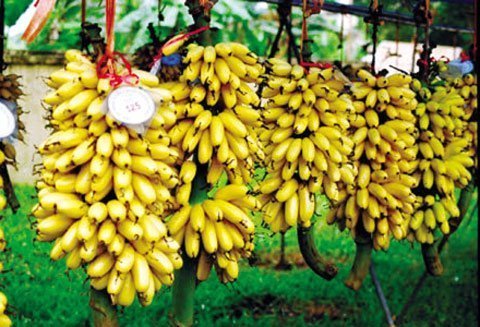 Chiêu lạ thoát nghèo của nông dân