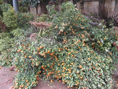 Nghề nhặt đào quất rác sau Tết kiếm bộn