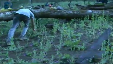 Phá bỏ 'rừng thuốc phiện' lớn nhất Việt Nam