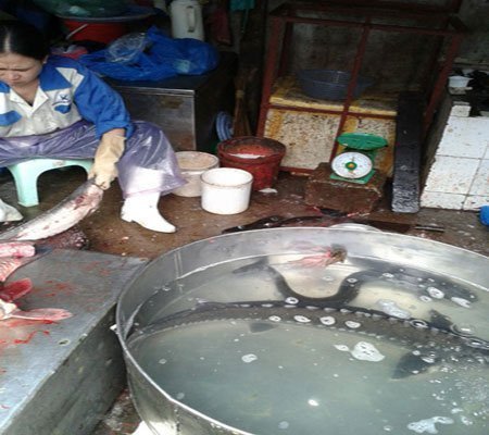 Cá tầm nhập lậu đội lốt hàng Việt