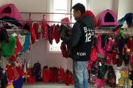 Tất bật mặc váy, đi giày, đánh răng cho... chó