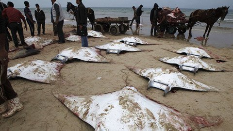 Dân Gaza bỗng kiếm bộn tiền nhờ 'mưa' cá đuối