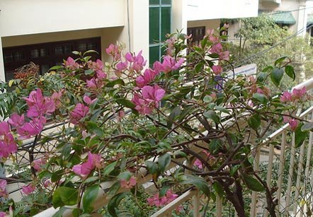 Cửa sổ vườn đêm