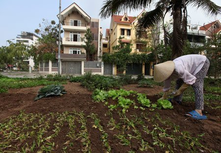 Những khu vườn lạ mắt giữa Thủ đô