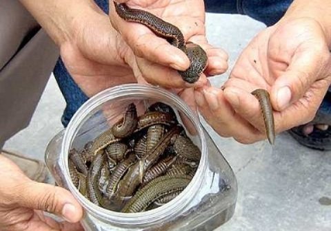 Thương lái Trung Quốc mua đủ thứ lạ đời