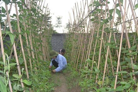 Trồng rau nuôi gà: Không bán cũng chẳng ăn