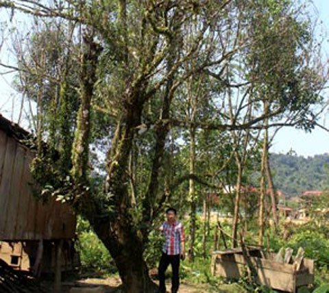 Cây trầm hương hàng trăm triệu cũng không bán