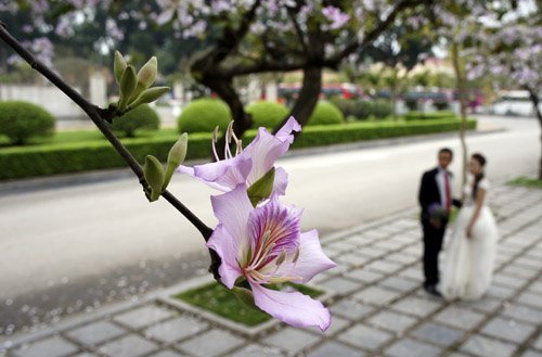 Ngắm hoa ban Tây Bắc giữa lòng Hà Nội