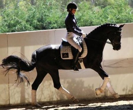 Nhẹ nhàng thú chơi ngựa tốn trăm tỷ