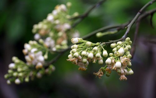 Hương bưởi tháng 3 trên đường Hà Nội