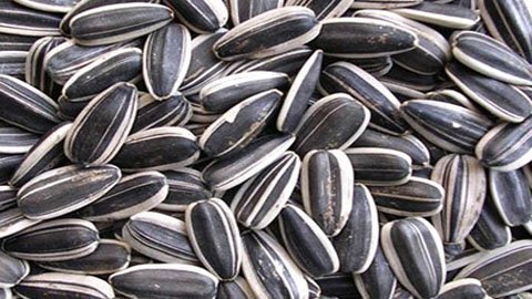 Chưa phát hiện chất gây teo não ở hạt hướng dương
