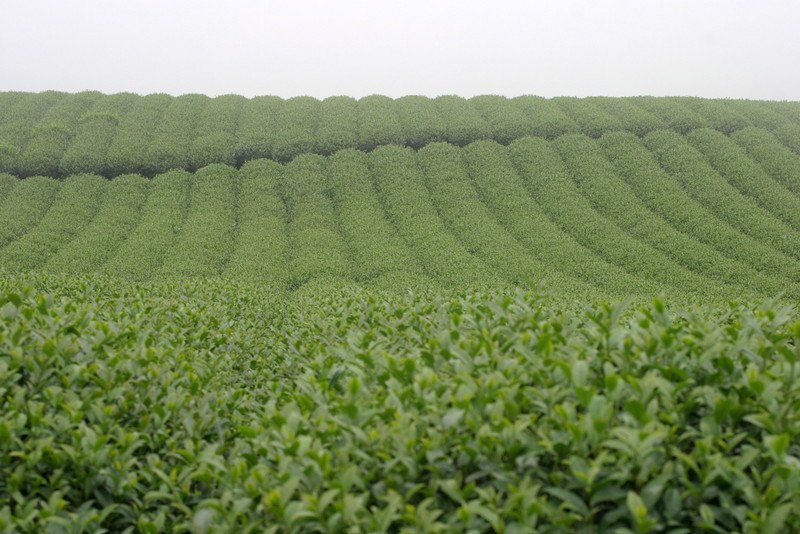 Sống chậm ở Mộc Châu