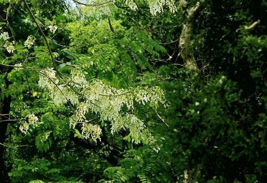 Hà Nội: Ngắm sưa trắng tinh khôi trên phố